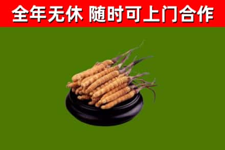 市中区烟酒回收冬虫夏草.jpg